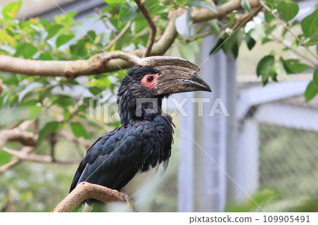 The hornbill 109905491