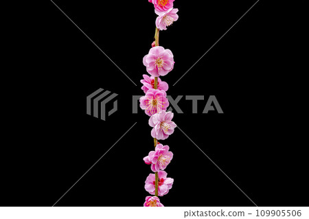 黑暗中出現的美麗梅花 109905506