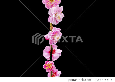 黑暗中出現的美麗梅花 黑暗中出現的美麗梅花 109905507