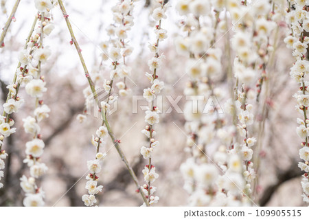 [Kanagawa Prefecture] Soga plum grove in Odawara with beautiful weeping plums 109905515