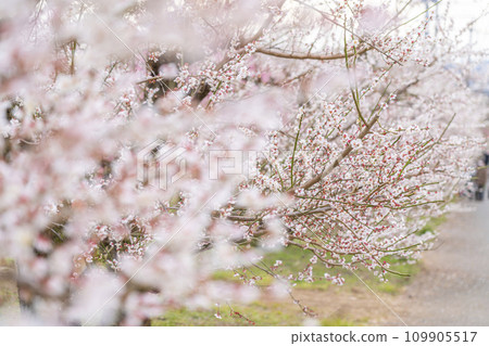 【神奈川縣】小田原曾我梅林，神奇的梅花美麗極了 109905517