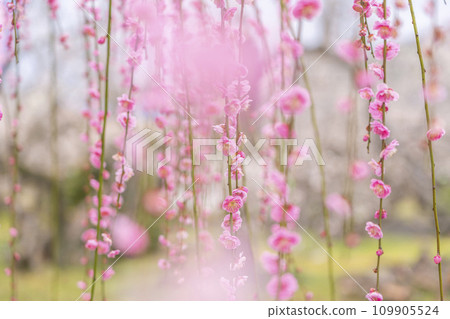 [神奈川縣]小田原曾我梅林，美麗的垂梅 109905524