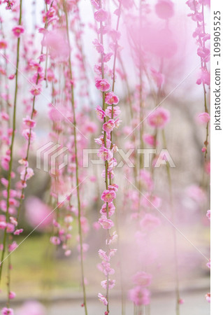 [神奈川縣]小田原曾我梅林，美麗的垂梅 109905525