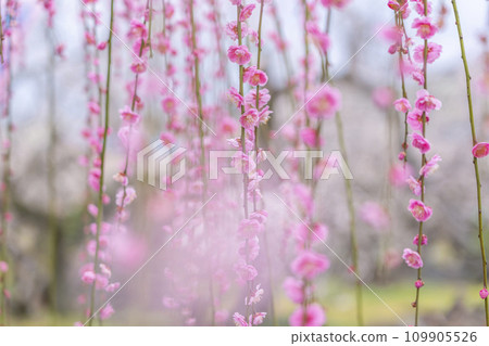 [神奈川縣]小田原曾我梅林，美麗的垂梅 109905526