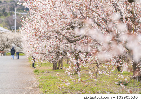 【神奈川縣】小田原曾我梅林，神奇的梅花美麗極了 109905530