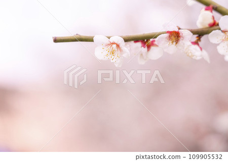 [Kanagawa Prefecture] Soga plum grove in Odawara, where the magical plum blossoms are beautiful 109905532
