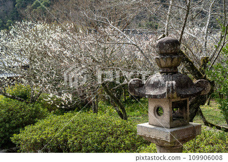 White plums and white plum blossoms, white flowers and stone lanterns White plums and white plum blossoms, white flowers and stone lanterns 109906008