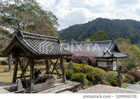 梅花盛開的觀心寺洗手拜堂 109906038