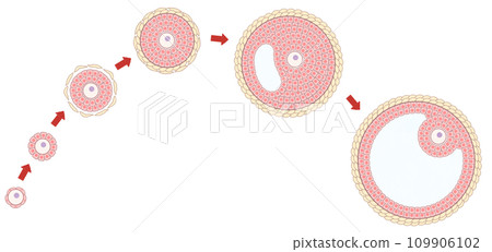 Easy-to-understand illustrations of the follicle development process: Primordial follicles to Graaf follicles 109906102