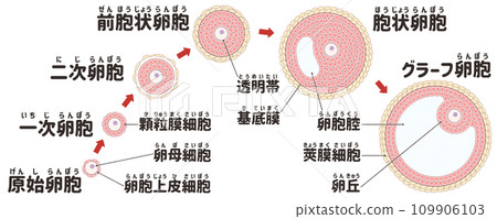 簡單易懂的日語圖解說明卵泡發育過程：初級卵母細胞 109906103