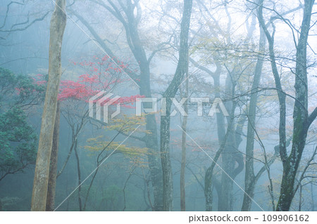 Autumn leaves in the fog Autumn leaves in the fog 109906162