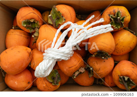 Hachiya persimmon (Astringent persimmon) with stem for making dried persimmons and hanging rope Hachiya persimmon (Astringent persimmon) with stem for making dried persimmons and hanging rope 109906163
