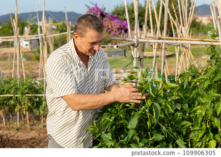 Man examining bell pepper bush in garden Man examining bell pepper bush in garden 109906305