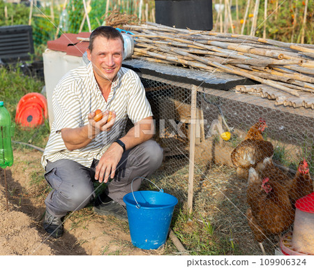 Farmer collecting fresh eggs from outdoor chicken coop Farmer collecting fresh eggs from outdoor chicken coop 109906324