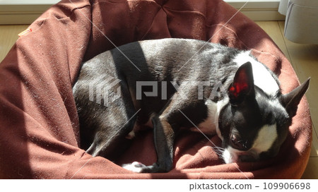 [Animal] Boston Terrier basking in the sun 109906698