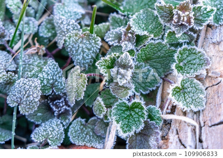 Selective focus. First frost on a frozen field plants, late autumn close-up. Beautiful abstract frozen microcosmos pattern. Freezing weather frost action in nature. Floral backdrop. 109906833