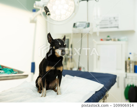 Small black dog Miniature Pinscher breed is sitting on couch in veterinarians office 109906914