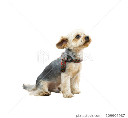 Little cute Yorkshire terrier sitting in pet shop Little cute Yorkshire terrier sitting in pet shop 109906987