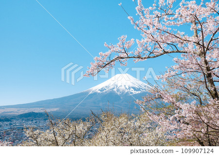Cherry blossoms and Mt. Fuji (Arakurayama Sengen Park) 109907124
