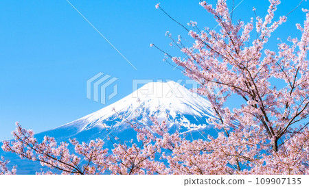 櫻花和富士山（新倉山淺間公園） 109907135