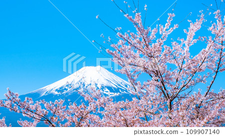 Cherry blossoms and Mt. Fuji (Arakurayama Sengen Park) 109907140