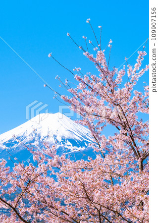 櫻花和富士山(新倉山淺間公園) 櫻花和富士山(新倉山淺間公園) 109907156