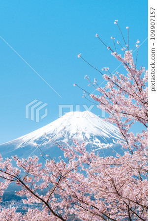櫻花和富士山(新倉山淺間公園) 櫻花和富士山(新倉山淺間公園) 109907157