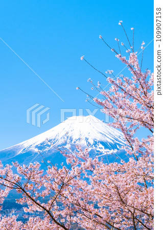 櫻花和富士山（新倉山淺間公園） 109907158