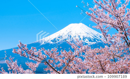 Cherry blossoms and Mt. Fuji (Arakurayama Sengen Park) 109907189