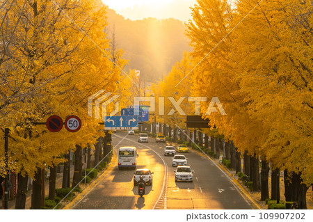 [Tokyo] Golden ginkgo trees along Hachioji Koshu Highway 109907202
