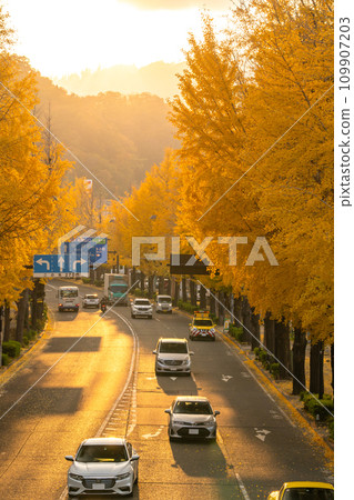 [東京]八王子甲州高速公路沿線的金銀杏樹 109907203