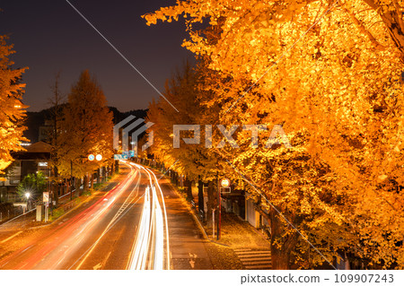 [東京]八王子甲州高速公路沿線的金銀杏樹夜景 109907243