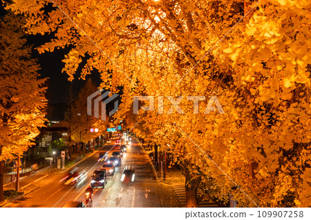 [東京]八王子甲州高速公路沿線的金銀杏樹夜景 109907258