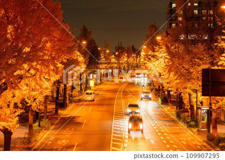 [Tokyo] Night view of golden ginkgo trees along Hachioji Koshu Highway 109907295