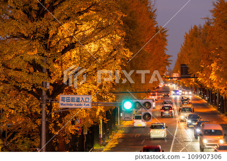[Tokyo] Night view of golden ginkgo trees along Hachioji Koshu Highway 109907306