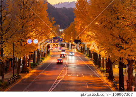 [東京]八王子甲州高速公路沿線的金銀杏樹夜景 109907307