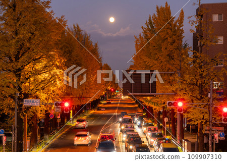 [Tokyo] Night view of golden ginkgo trees along Hachioji Koshu Highway 109907310