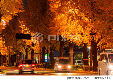 [東京]八王子甲州高速公路沿線的金銀杏樹夜景 109907314