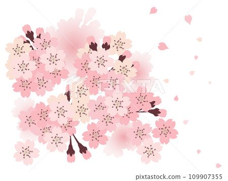 Cherry blossom background material (illustration) Cherry blossom background material (illustration) 109907355
