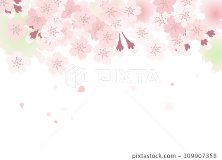 Cherry blossom background material (top) Cherry blossom background material (top) 109907358