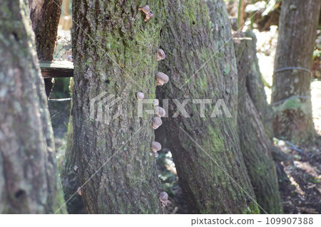 Shiitake mushrooms grown on logs 109907388