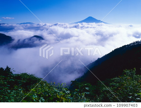 Mt. Fuji floating in a sea of clouds in Shizuoka City, Shizuoka Prefecture Mt. Fuji floating in a sea of clouds in Shizuoka City, Shizuoka Prefecture 109907403