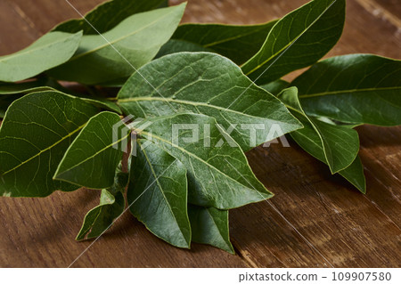 月桂樹 月桂草本 新鮮香草 月桂樹 月桂草本 新鮮香草 109907580