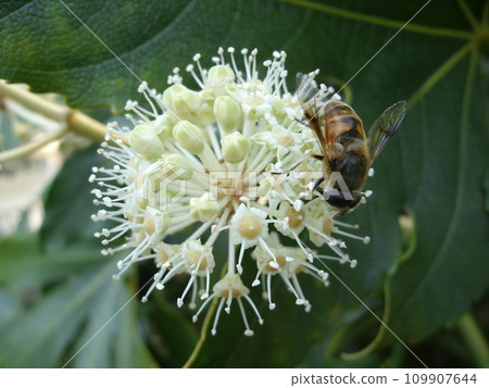 In winter, the white flowers of the Japanese starfish (Tengunohauchiwa) that bloom in December and the bees that come to suck the nectar. In winter, the white flowers of the Japanese starfish (Tengunohauchiwa) that bloom in December and the bees that come to suck the nectar. 109907644