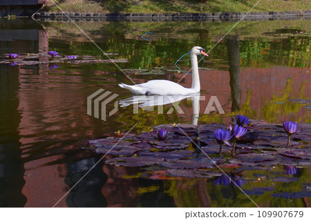 Swan at Ishibashi Cultural Center 109907679