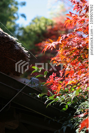 秋天的 Choshiian、茅草屋頂和秋葉 109907692