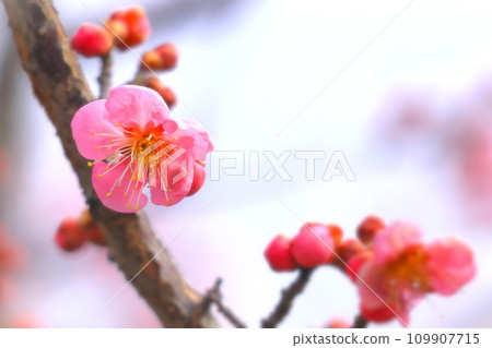 beautiful pink plum blossom beautiful pink plum blossom 109907715