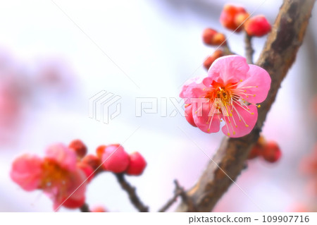 beautiful pink plum blossom beautiful pink plum blossom 109907716