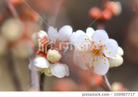Fresh white plum blossoms Fresh white plum blossoms 109907717