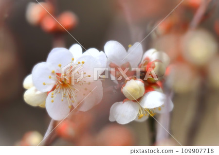 Fresh white plum blossoms Fresh white plum blossoms 109907718